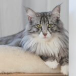 Kitty3