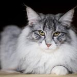 Kittysnygg