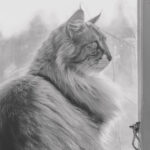 Kittysvartvit