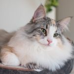 Inez