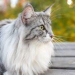 Kitty4