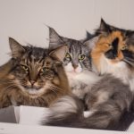 echo-kitty-esme