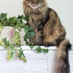 katter-2