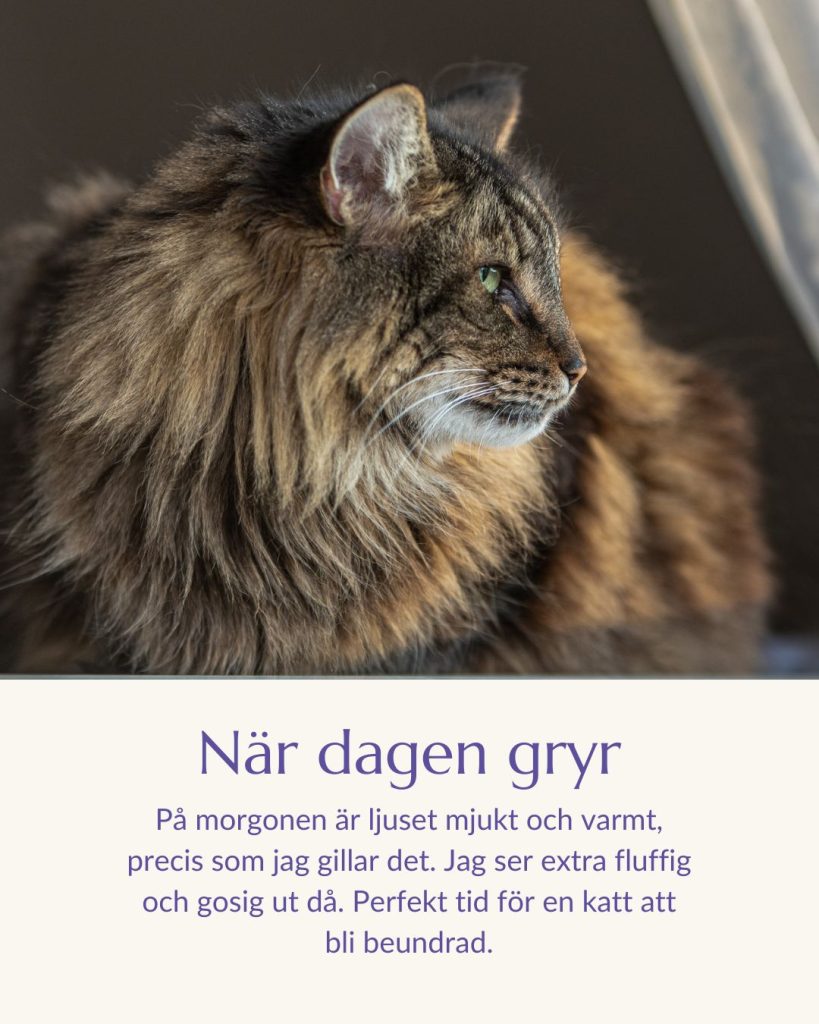 På morgonen är ljuset mjukt och varmt, precis som jag gillar det. Jag ser extra fluffig och gosig ut då. Perfekt tid för en katt att bli beundrad.