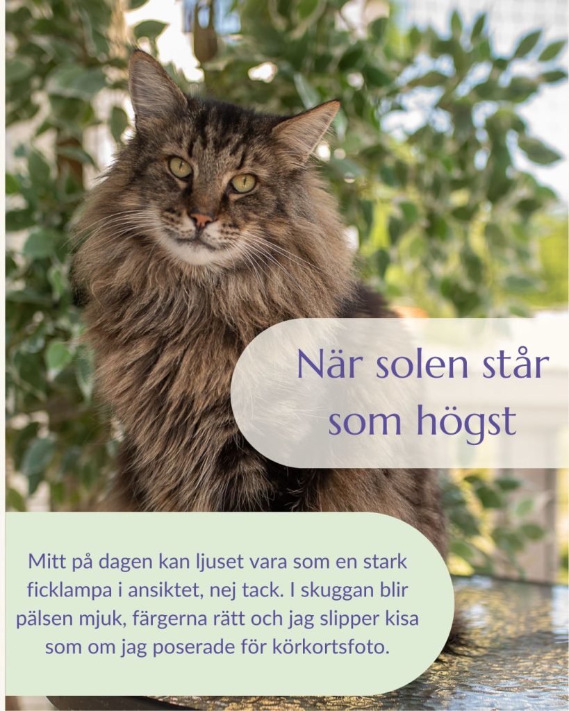 Mitt på dagen kan ljuset vara som en stark ficklampa i ansiktet – nej tack. I skuggan blir pälsen mjuk, färgerna rätt och jag slipper kisa som om jag poserade för körkortsfoto.