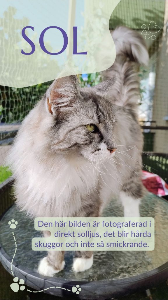 Den hÀr bilden Àr fotograferad i direkt solljus, det blir hÄrda skuggor och inte sÄ smickrande