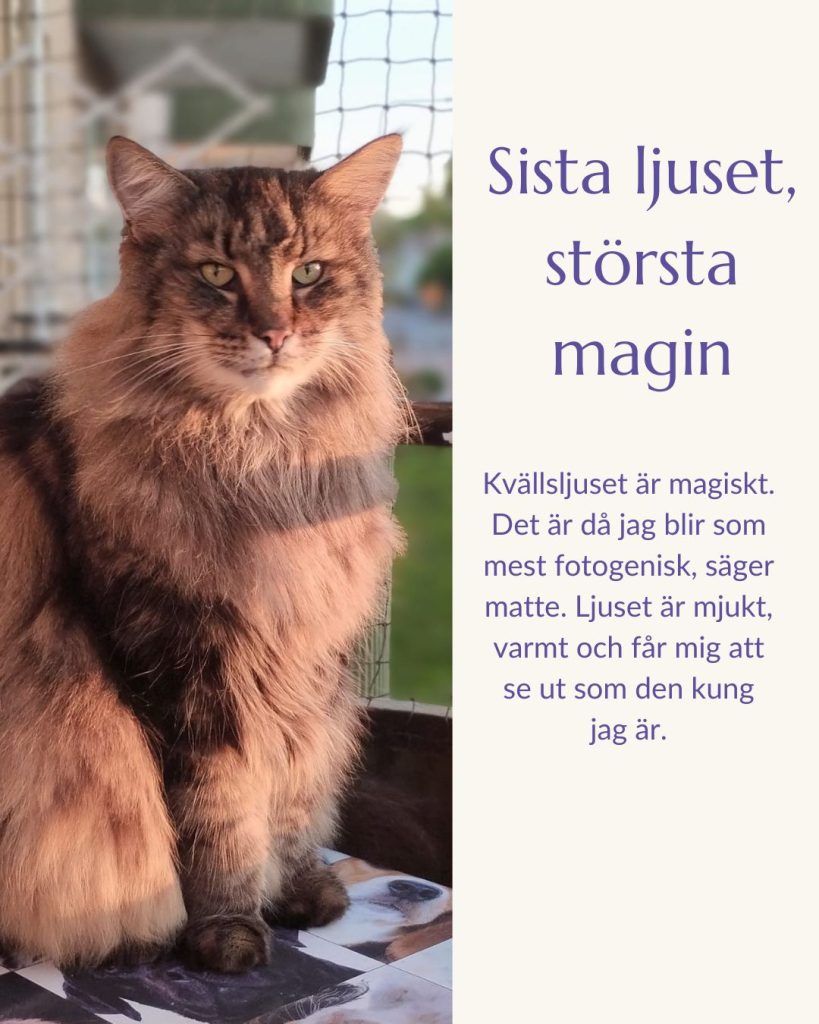 Kvällsljuset är magiskt. Det är då jag blir som mest fotogenisk, säger matte. Ljuset är mjukt, varmt och får mig att se ut som den kung jag är.
