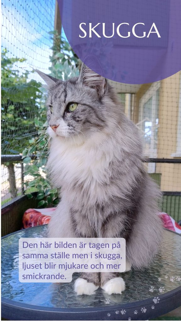 Den hÀr bilder Àr tagen pÄ samma stÀlle som förra men i skugga, ljuset blir mjukare och mer smickrande